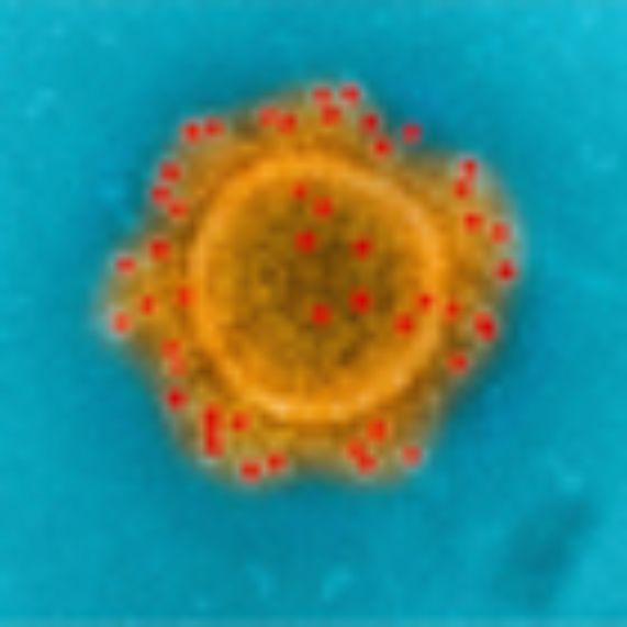 Coronavirus: Mutación genética, transmisión zoonótica y perfiles de dispersión 